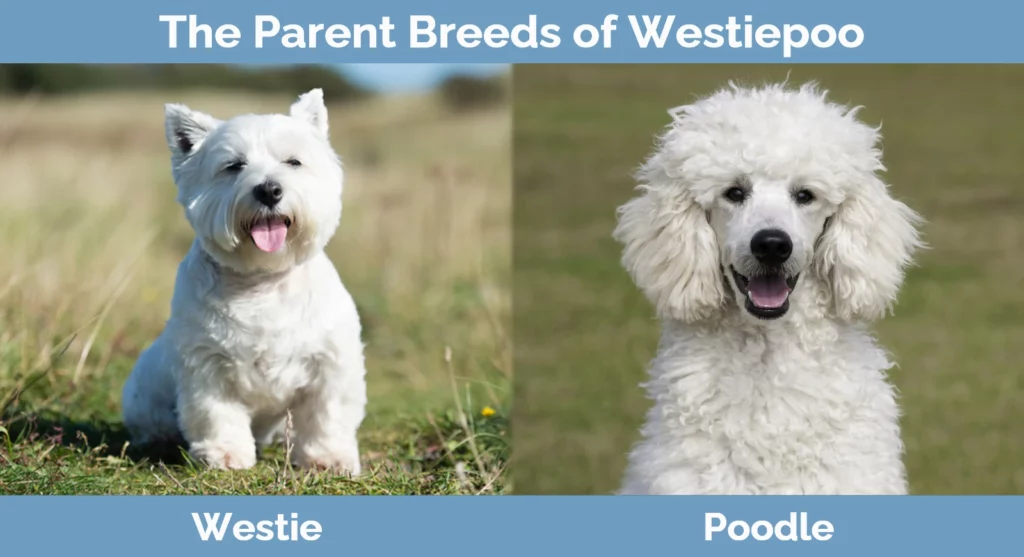 The parent breeds of Westiepoo