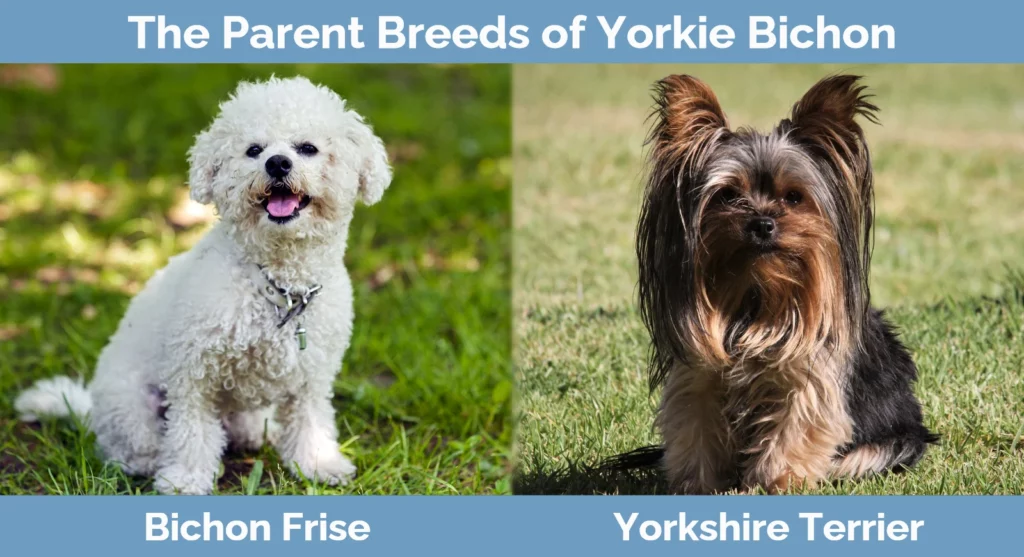 The parent breeds of Yorkie Bichon