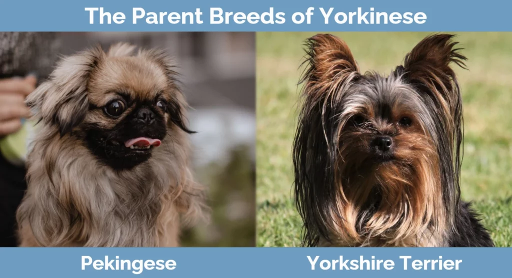 The parent breeds of Yorkinese