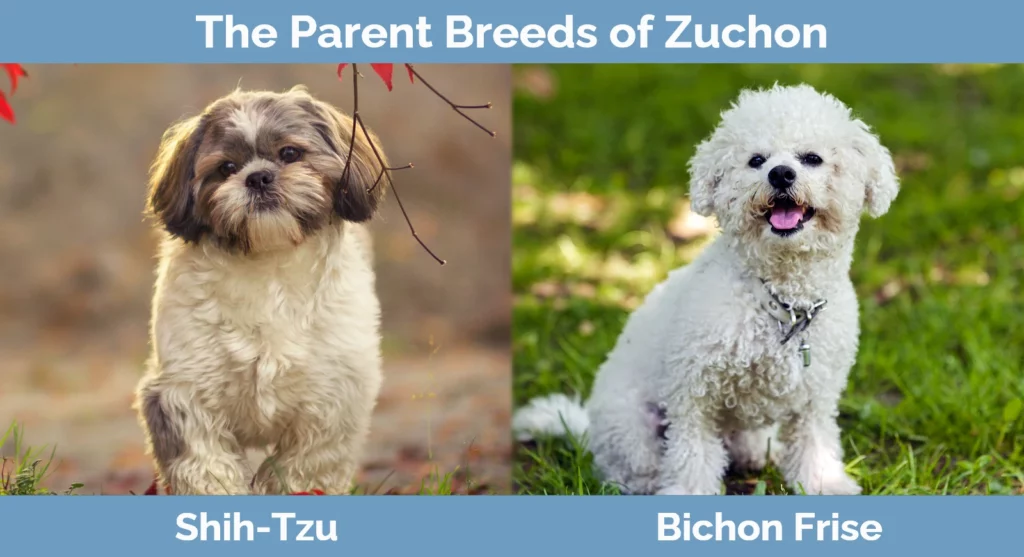 The parent breeds of Zuchon