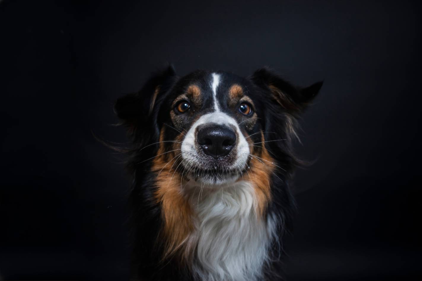 Tri-Color Border Collie