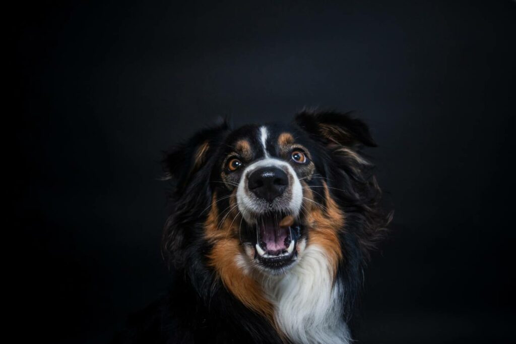 Tri-Color Border Collie