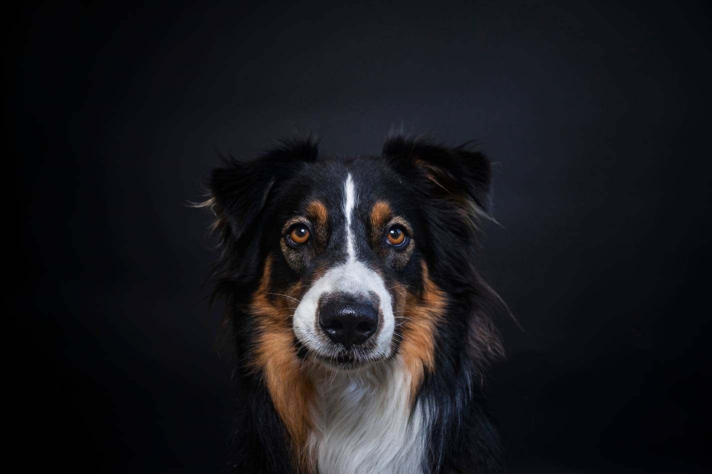 Tri-Color Border Collie