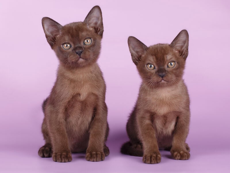 Two-sable-colored-Burmese-kittens