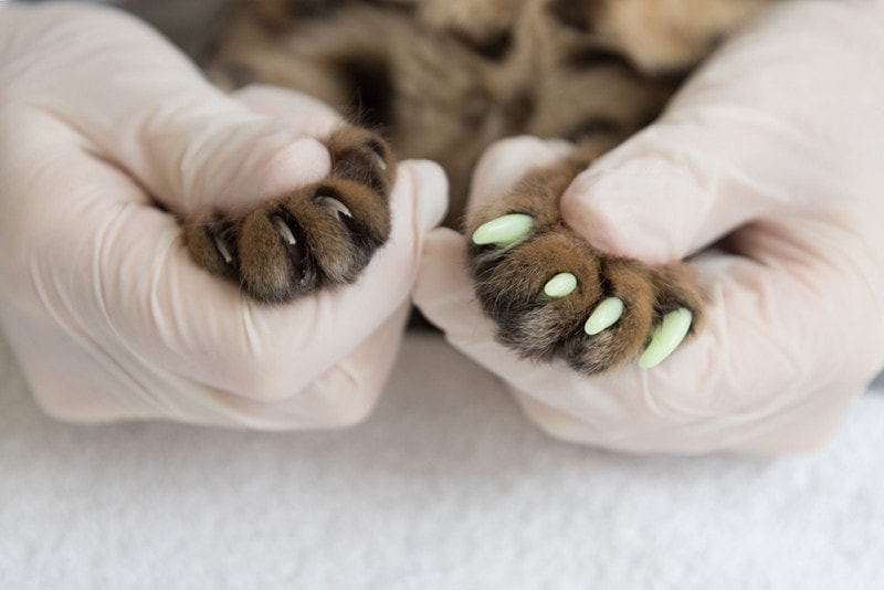 Vet Putting Cat Nail Caps