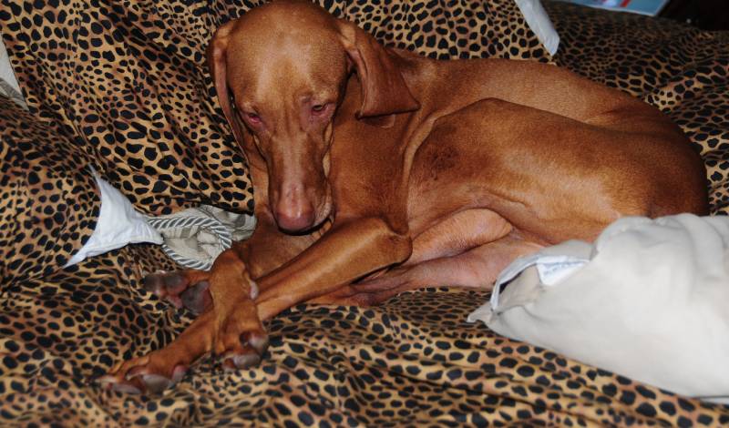 Vizsla dog curled up in bed