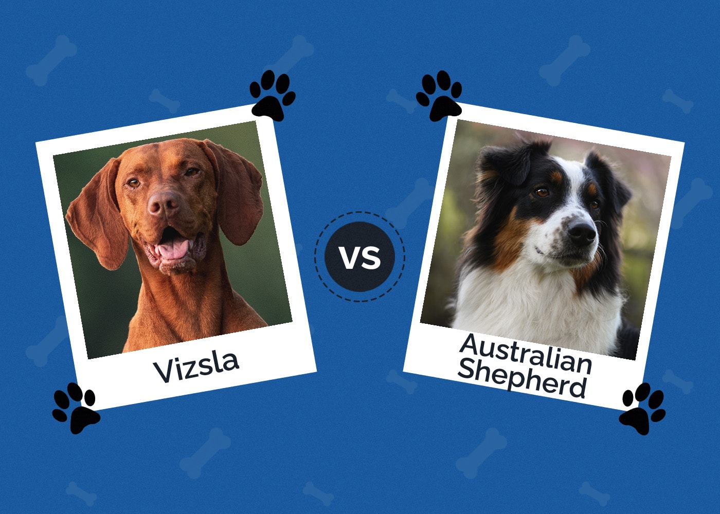 Vizsla vs Australian Shepherd