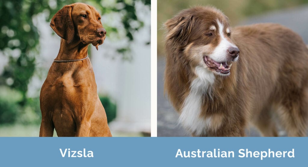 Vizsla vs Australian Shepherd side by side