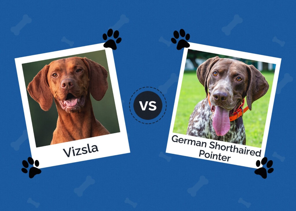 Vizsla vs German Shorthaired Pointer