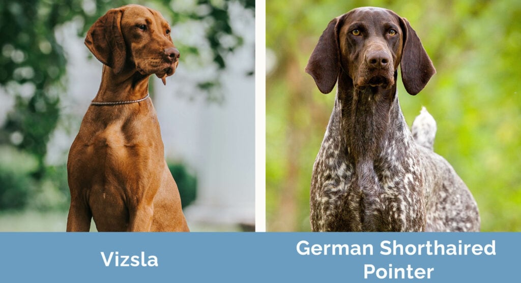 Vizsla vs German Shorthaired Pointer side by side