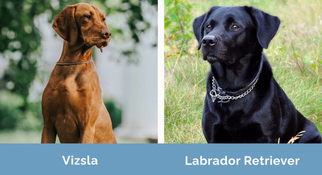 Vizsla vs Labrador Retriever side by side