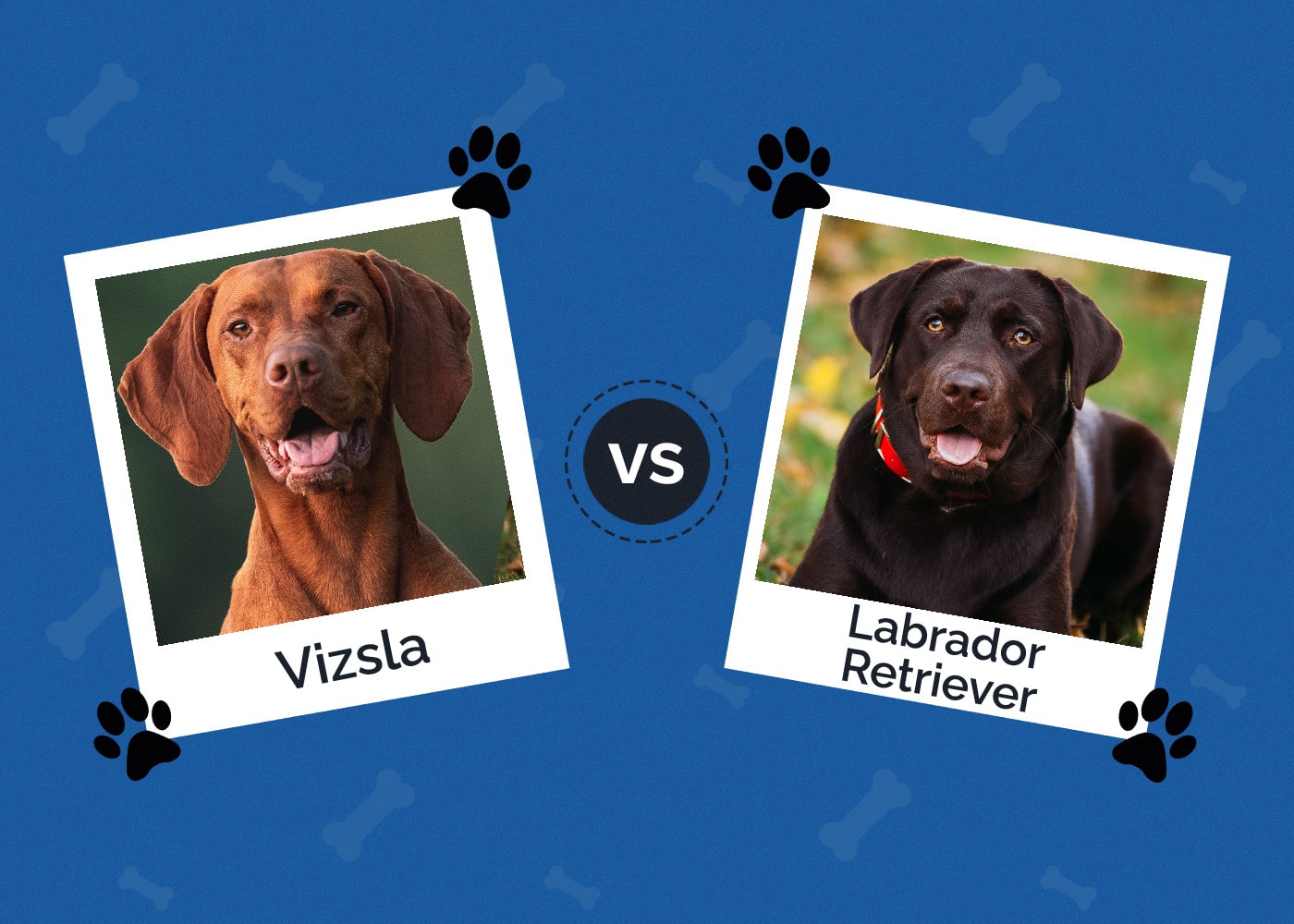 Vizsla vs Labrador