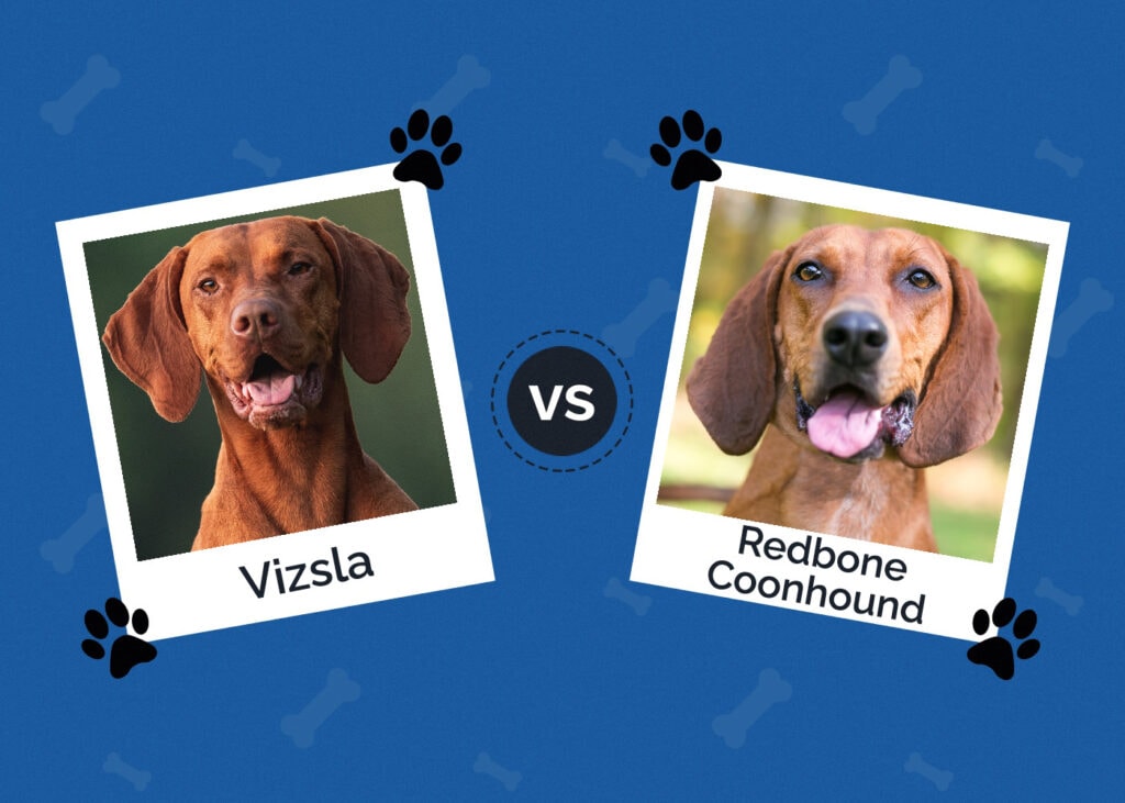 Vizsla vs Redbone Coonhound