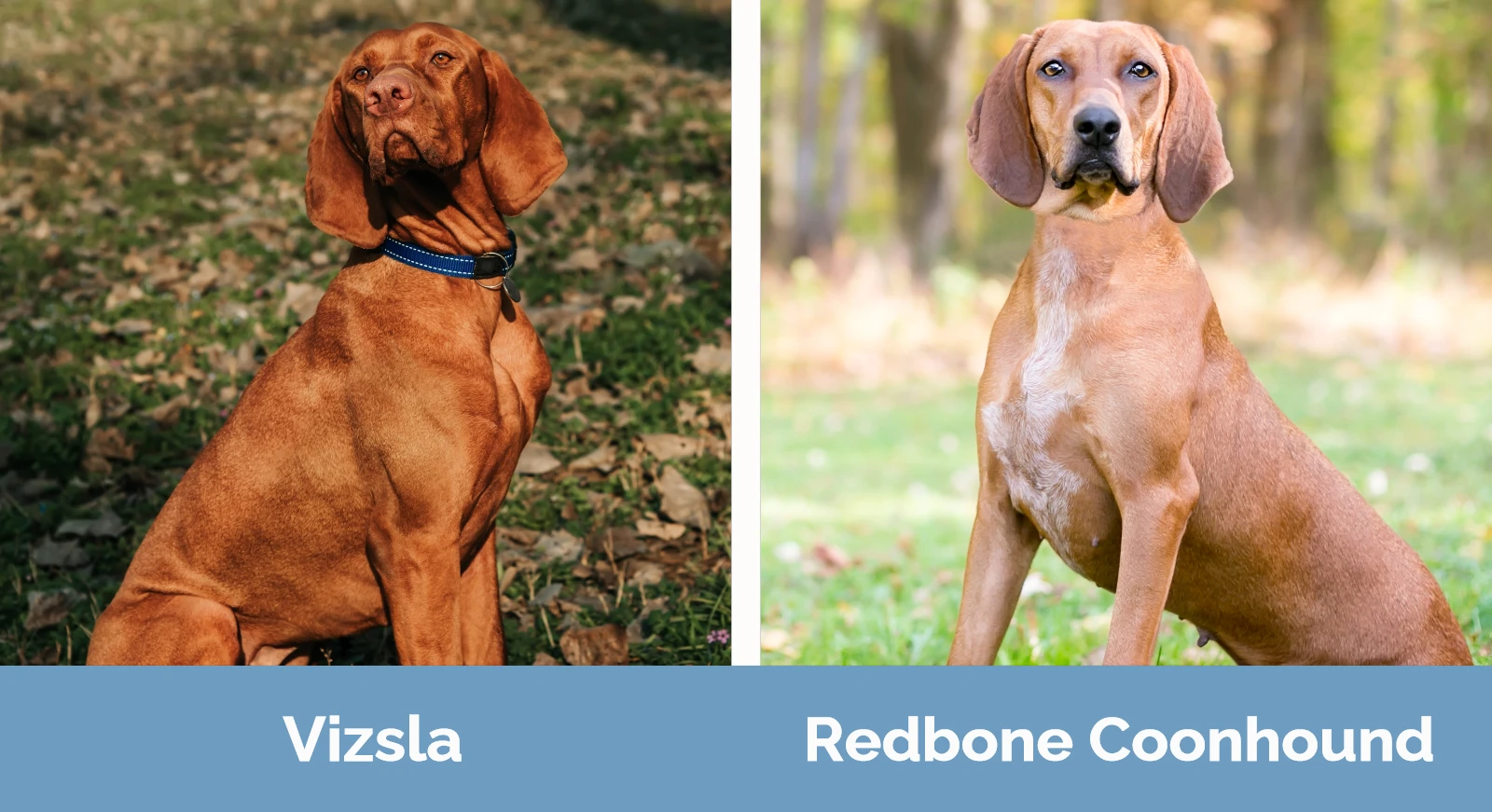 Vizsla vs Redbone Coonhound - Visual Differences