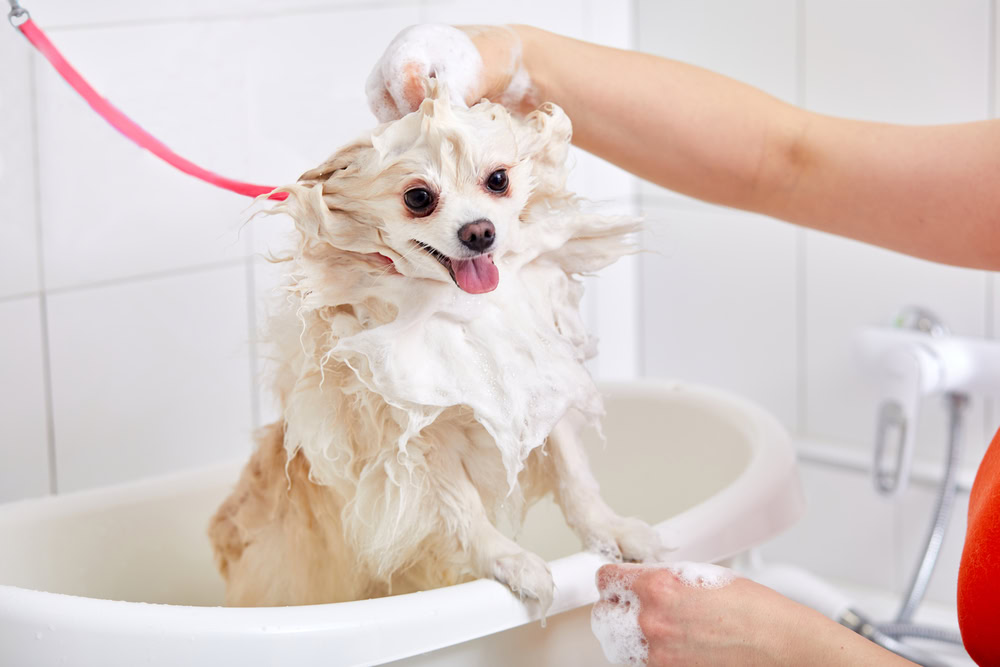 White Pomeranian dog being bathed