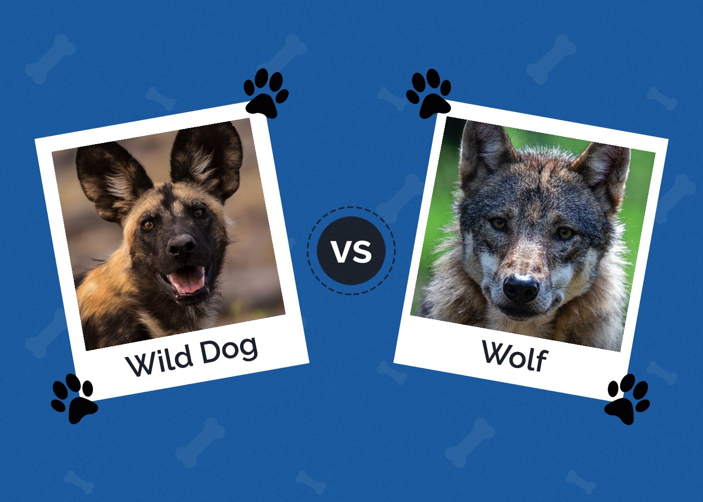 Wild Dog vs Wolf