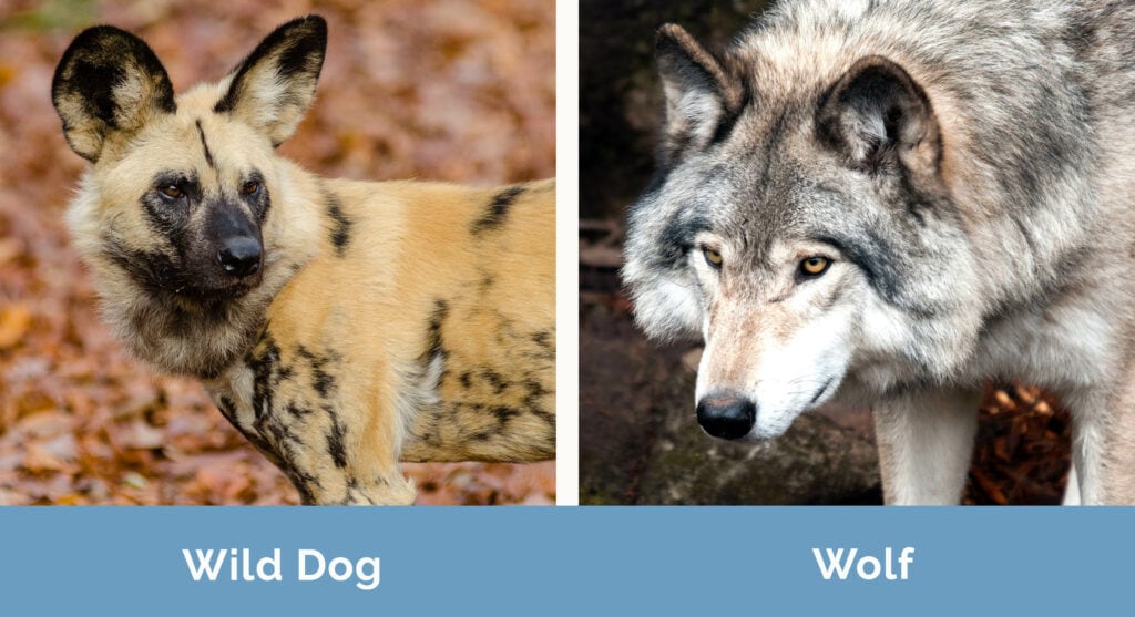 Wild Dog vs Wolf side by side
