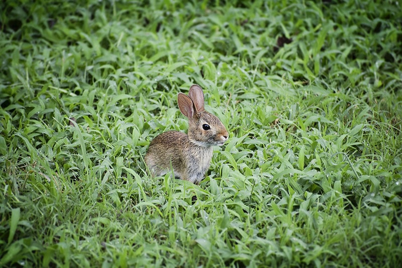 Wild rabbit