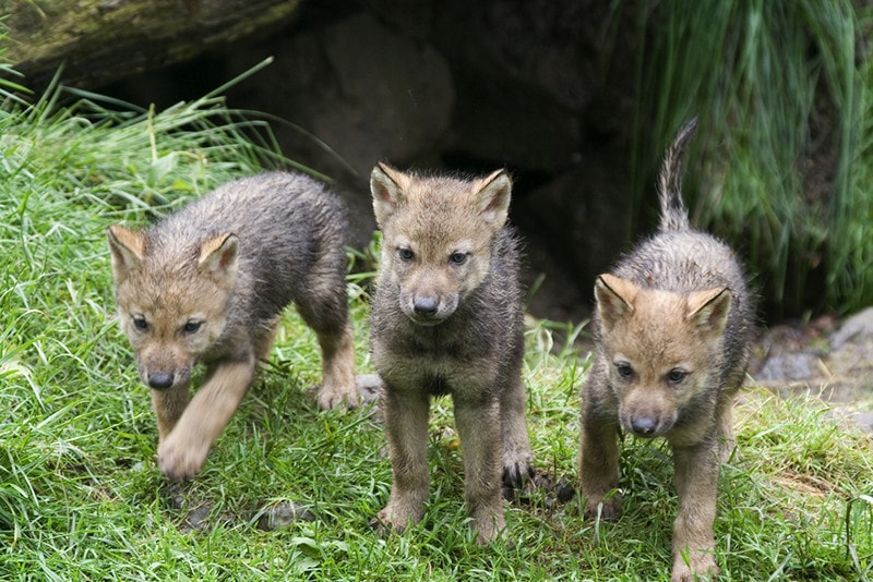 Wolf Puppies
