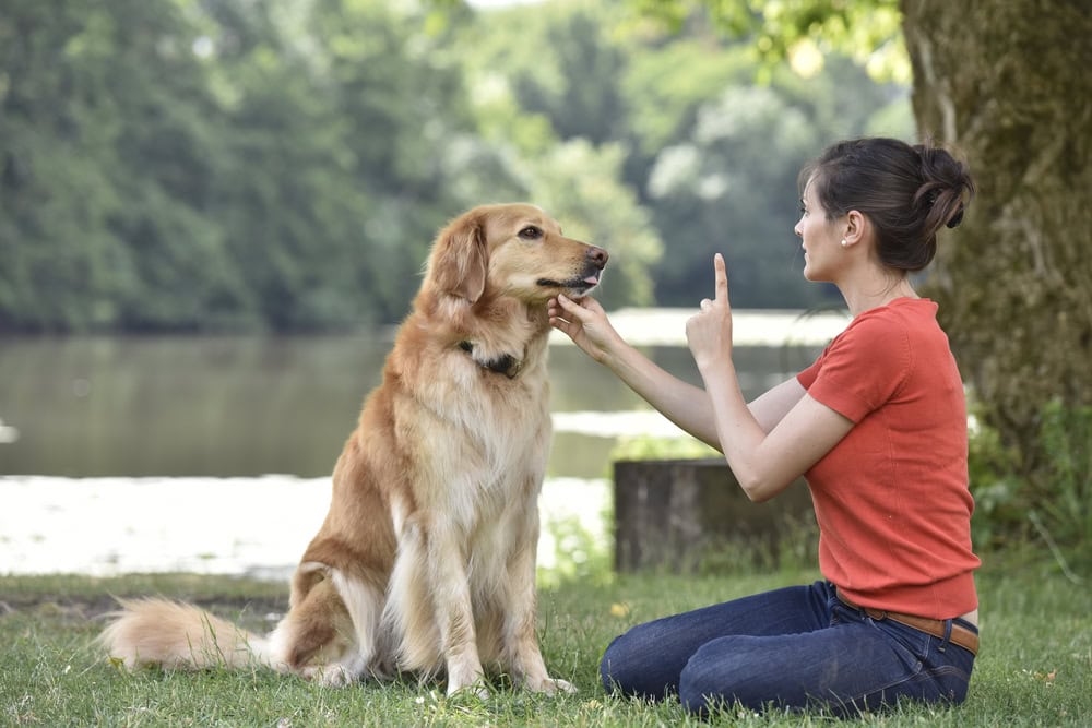 Woman training dog at the park
