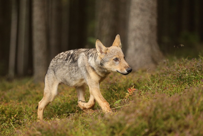 Young cub of Grey wolf puppy