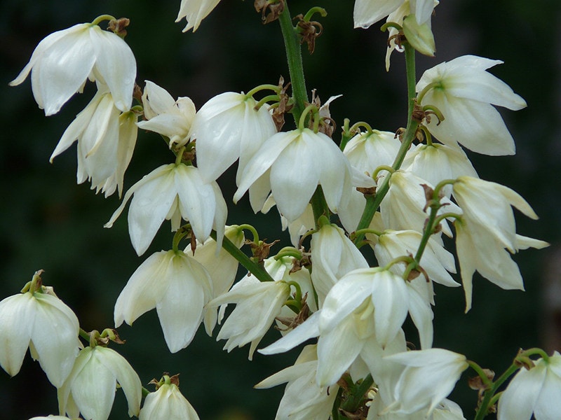 Yucca Plant