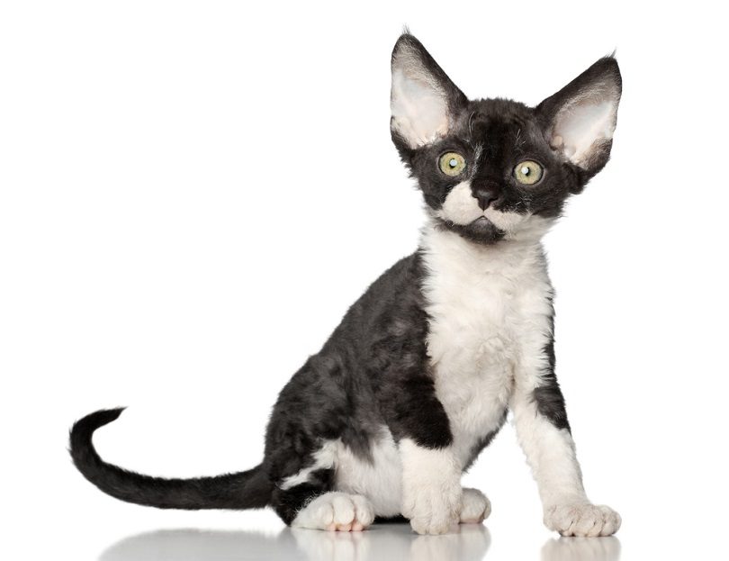 a bi-color devon rex kitten on white background