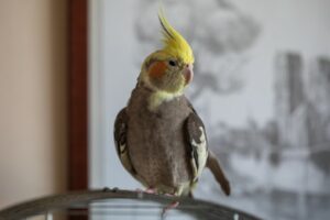 12 Cheapest Pet Birds: The Most Affordable Species (With Info ...