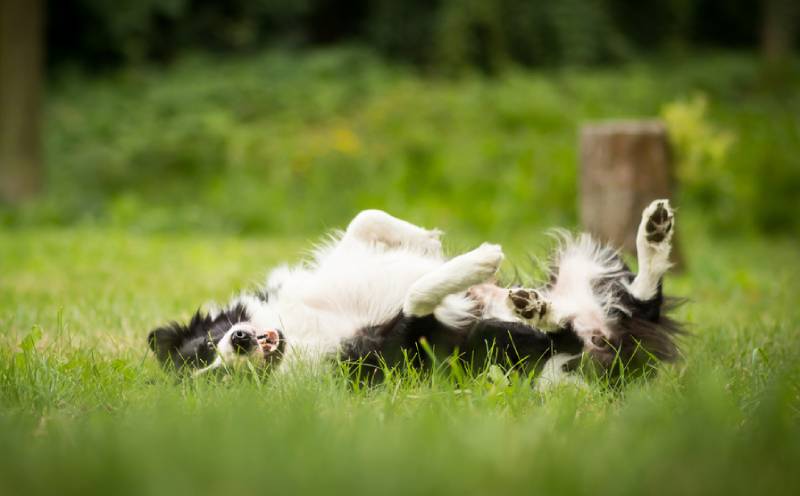 a border collie rolling over or playing dead on grass