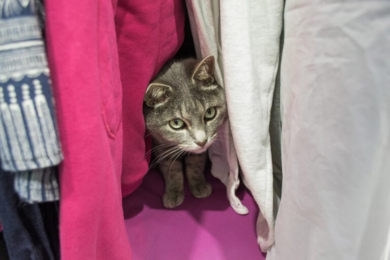 My New Cat Is Hiding and Not Eating: Vet-Verified Explanation &amp; Tips ...
