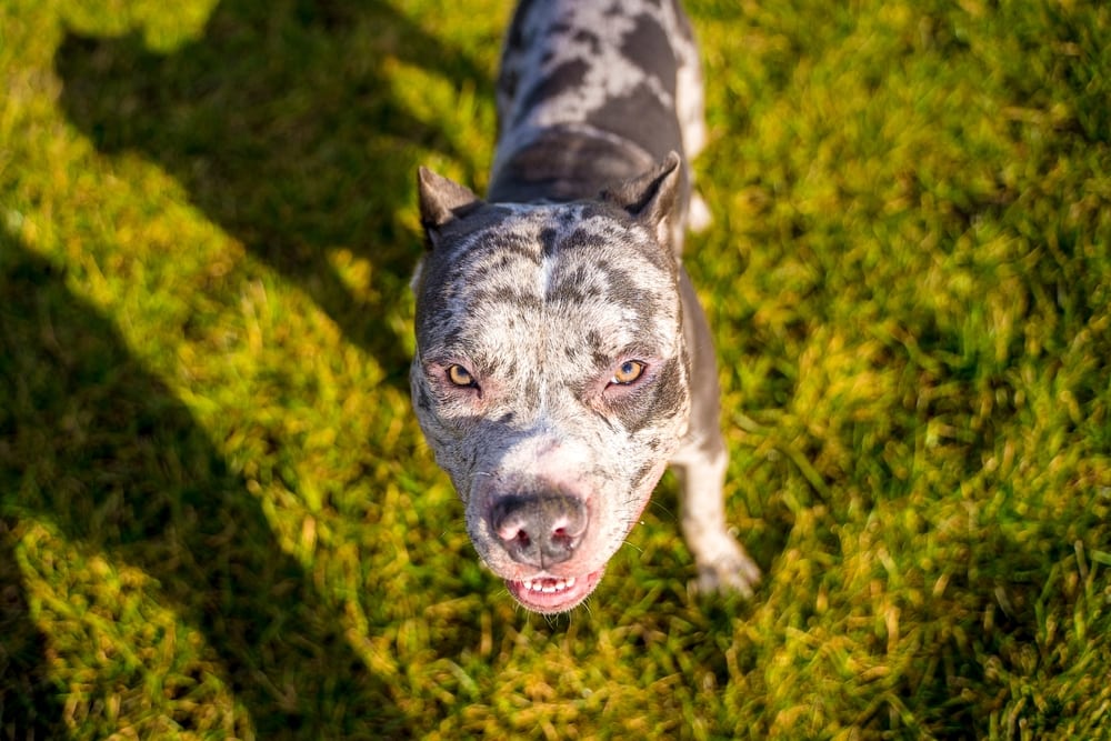 a merle pitbull looking at it's owner
