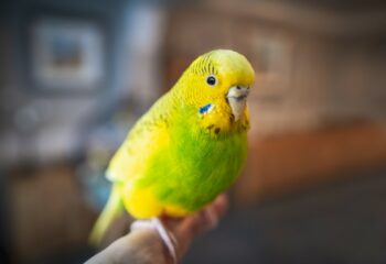 12 Cheapest Pet Birds: The Most Affordable Species (With Info ...