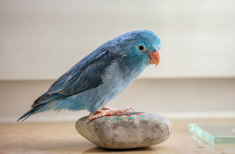 a parrotlet bird on a rock