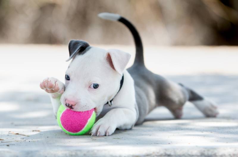 a pitbull puppy playing with a ball outside