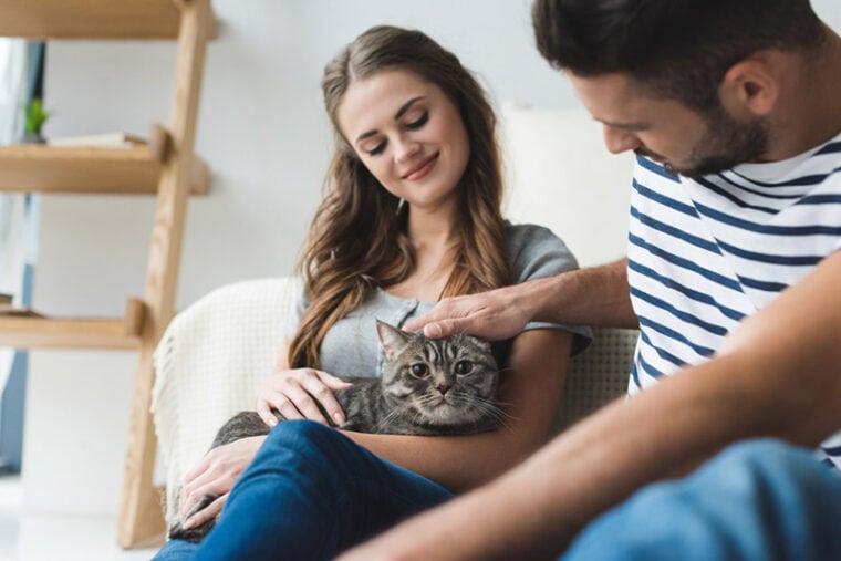 How Much Are Cat Sitting Rates in 2026? (Hourly and Daily Averages ...