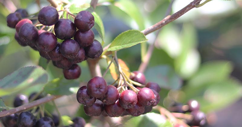 acai berry tree