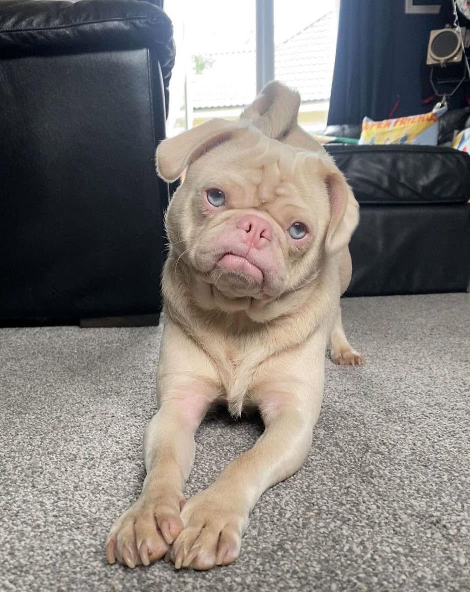 albino pug lying in living room on carpet