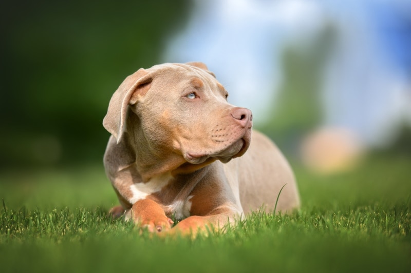 american bully lying on the grass