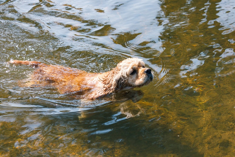 american cocker spaniel dog swimming in water