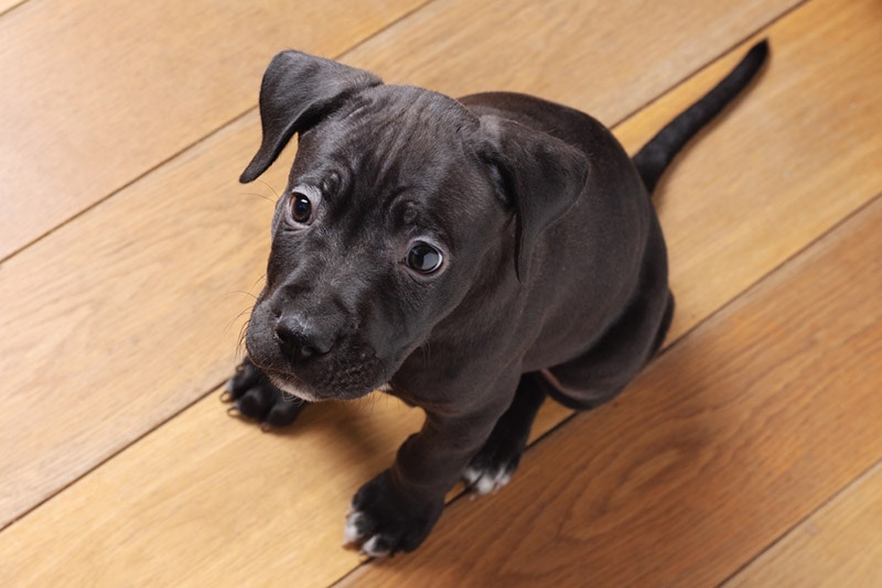 american pit bull terrier puppy sitting on the floor