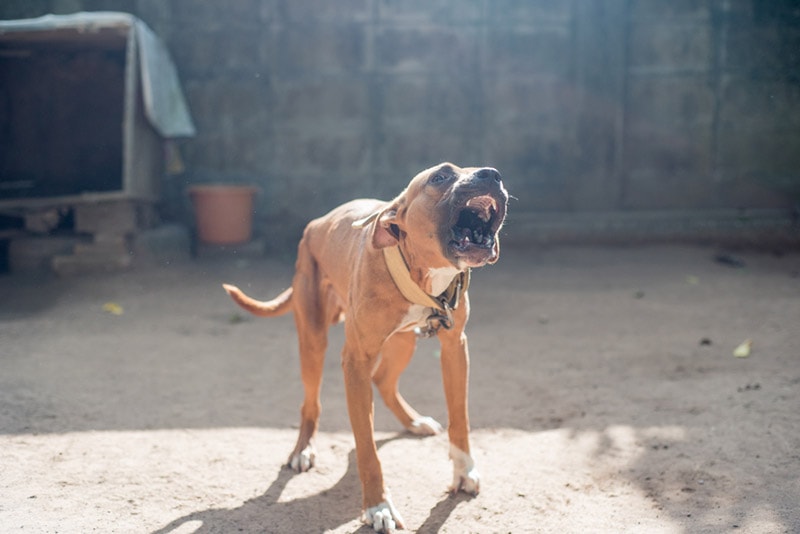 american pitbull terrier dog barking