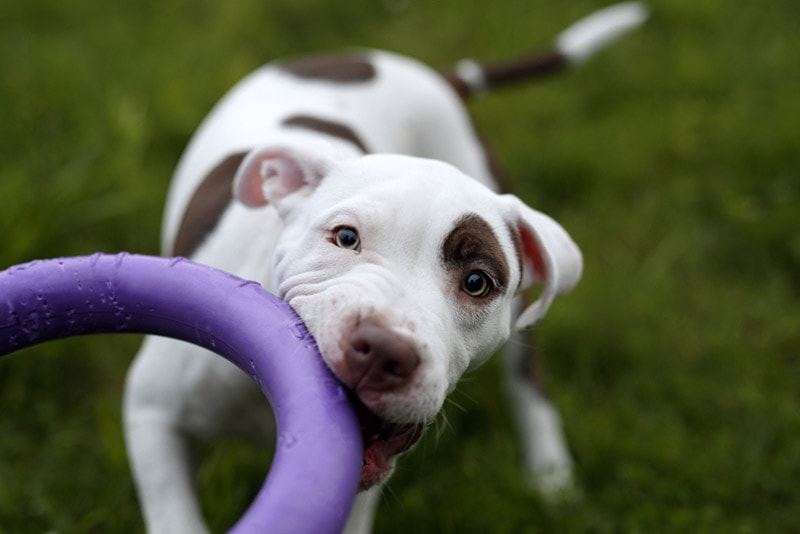 american pitbull terrier puppy biting its toy