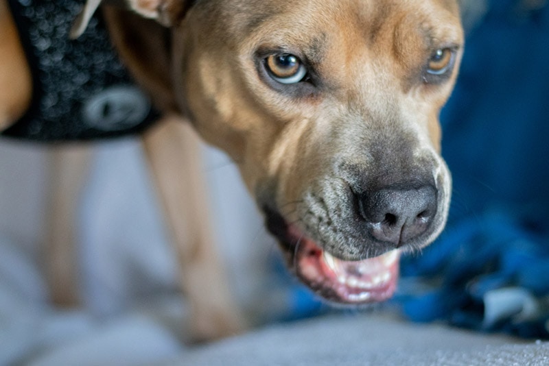 angry pitbull barking or growling