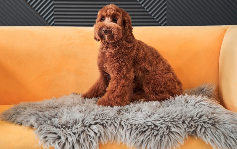 apricot labradoodle dog sitting on the sofa