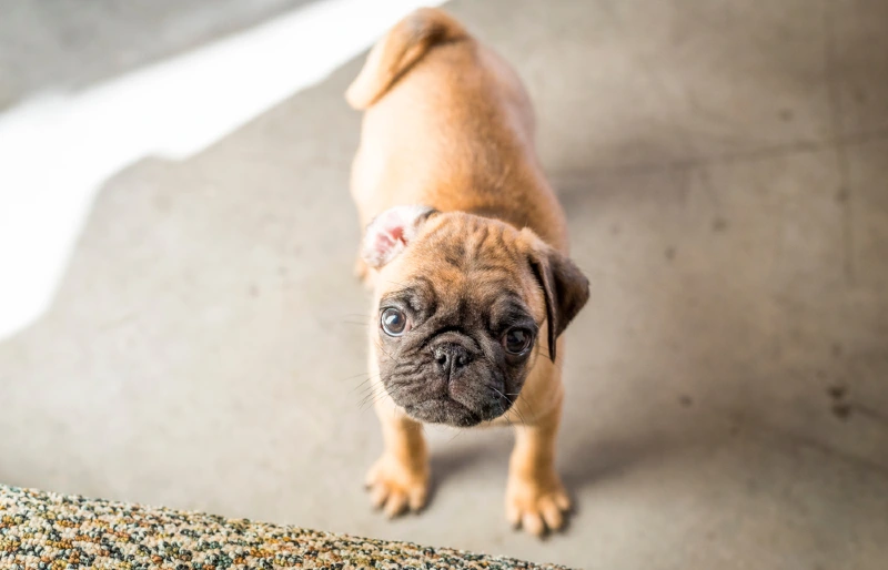 apricot pug puppy looking up at camera