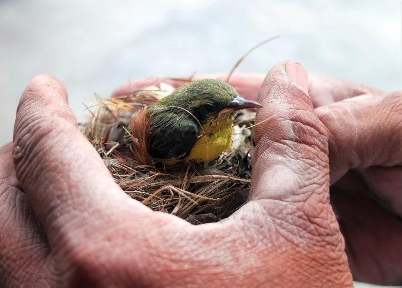 baby bird on a humans hand