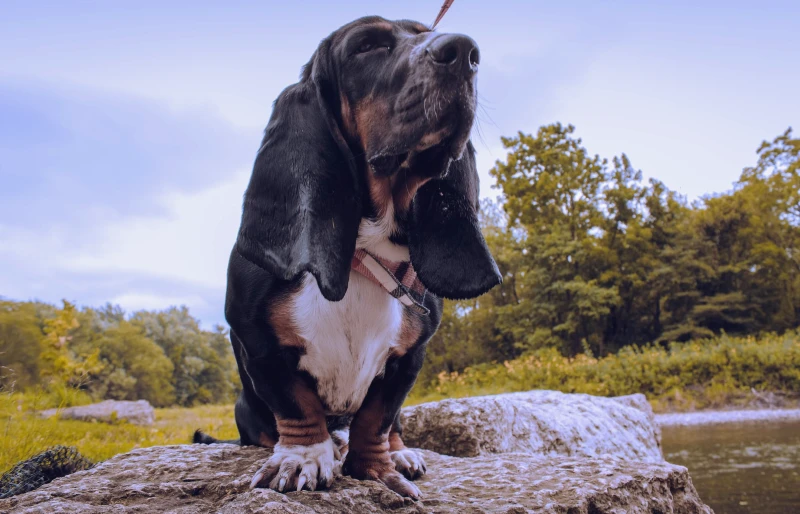 basset hound dog standing on a rock near river