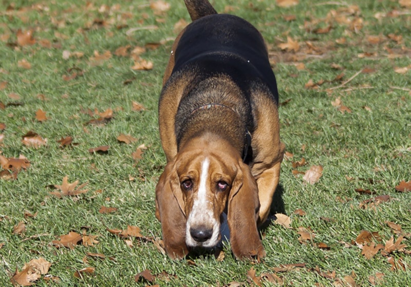 basset hound dog tracks a scent