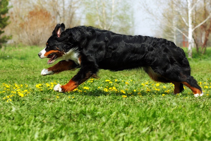 bernese mountain dog running outdoor