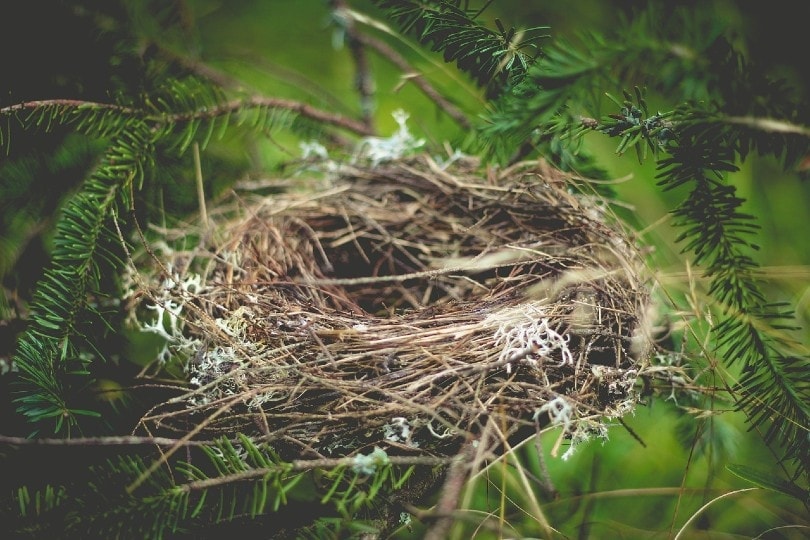 bird nest made of straw